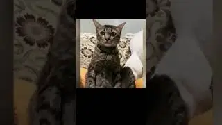 funny cat🤣🤣 #cat #comedyvideos #cute #funnyshorts #silentcomedy #funny