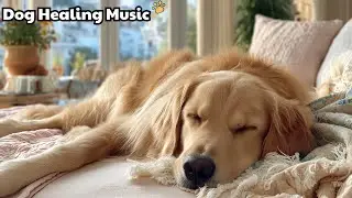 Dog Calming Music 🐶 Dog Sleep Music To Calm Them 🎧 Calming Dog TV For Dogs To Watch Warmly
