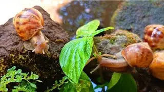 Beyond Slime Trails: The Untapped Language of Snail Colonies #SnailSignals #AnimalCommunication