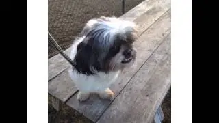 APOLLO