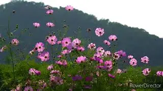 Very beautiful recitation of Surah Mulk (Tabarak).  For forgiveness of sins.