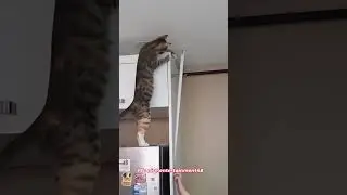Kucing adalah penolong yang hebat #catlover #foryou #fypage #cutecat #funnycat #funnyamimals