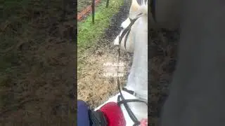 #equestrianphotography
