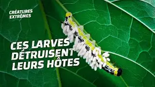 Les gu&ecirc;pes vaudous zombifient les chenilles