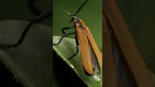 Long nose Lycid Beetle insect macro footage #shorts Insects Videos  Channel