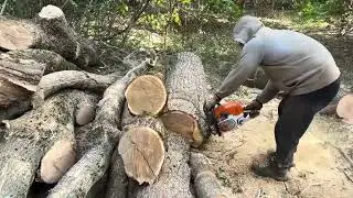 Every Cut Matters: Professional Chainsaw Techniques