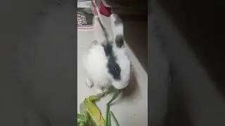 my cutie pie friends #viral #trending #india #rabbit #bunny #pet #pets #song #new #song