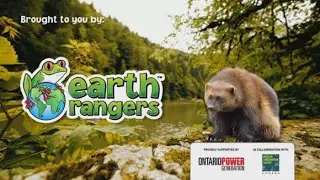 Help Protect Wolverines as an Animal Saving Hero!