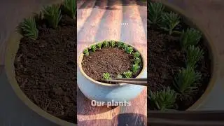 How to grow Moss Rose flower plant by cuttings #shorts #flowers #garden
