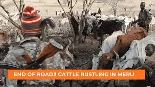 STOP THE BLOODSHED: Fresh Appeal to End Cattle Rustling in Meru!