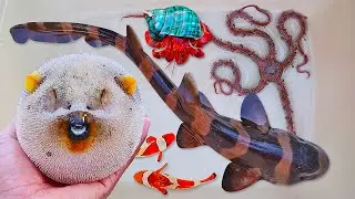 Tangkap ikan hiu dan ikan buntal, kelomang, ikan nemo, ikan laut, keong, siput, kerang, starfish