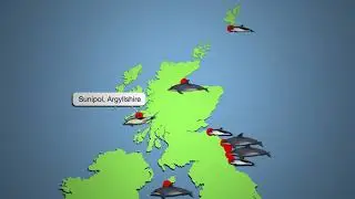 UK Whale & Dolphin Sightings January 2021