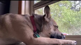 my dog enjoying her me time