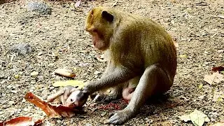 Stop pulling my monkey hair