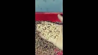 Tamarind Seeds (Imali Seeds) Cutting Machine (9898463671 & 9033534379)