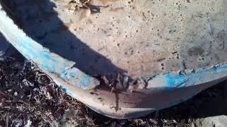 How I make fermented compost substrate for mushrooms and fertilizing garden plants