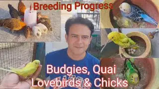 &ldquo;All My Birds Together! Budgies, Lovebirds, Babies, Quail & Hen in One Video&rdquo; 