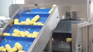 2T/h High Capacity Corn Cutting Machine - FXFM MACHINE