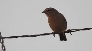 Rufous-crowned Sparrow Vocalizing Stiles Ranch, San Jose California October 6, 2019