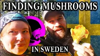 Mushroom foraging in Sweden - Looking for chanterelle