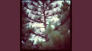 Pine Tree