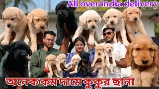 Home breed puppy sale lowest price! Dog market in Kolkata! Pet market in Kolkata ! Labrador puppies