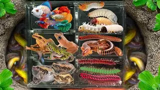 Catch insects, I Got Ptychohyla, Frog, Gerania bosci, Fish cute, Betta fish, Grub, bullfrog,