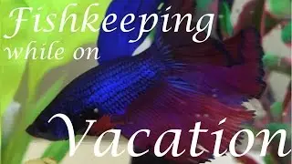 Fishkeeping Tips While Away on Vacation (Tropical)