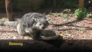 Axe Valley Wildlife Park (15th August 2015)