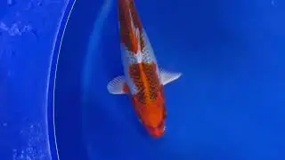 Marusei Kujaku met metallic glans (22&ndash;25 cm) 🐟 | A2KOI - KOI-7261963