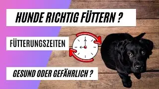 F&uuml;tterungszeiten | Hunde richtig f&uuml;ttern - so geht&acute;s!