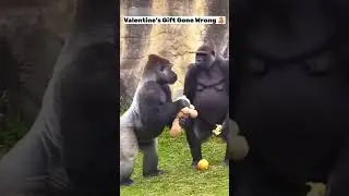 Gorilla is back again with Teddy bear 🧸 #gorilla #gorillatag #fyp #trending #funny #valentinesday