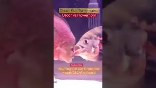 Oscar vs Flowerhorn