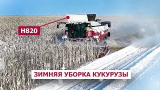 Н820: зимняя уборка кукурузы