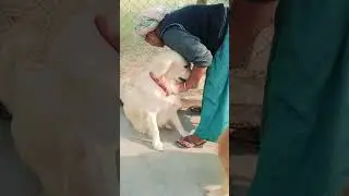 Ежедневный уход за домашними животными в пансионе Oma Pet Boarding Noida🏡 | Расчесывание и чистка...