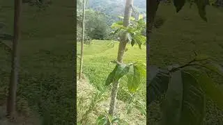 salam dari orang kampung #pertanian