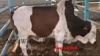 ||BIGGEST BULL WALK STYLE 2023|| Mega Worldwide Animals#shorts4