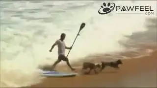 The best dog friendly beaches
