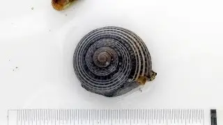 イボキサゴ Umbonium moniliferum【浦安水辺の生き物図鑑】