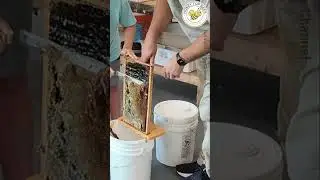 Секреты запечатывания сот: как собирают мёд! #шорты