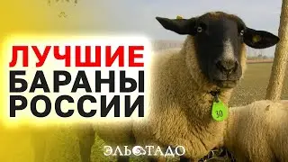 Элитные овцы пород Суффолк, Шароле, Бергшаф! Находятся в городе Нальчик. Овцы из Британии