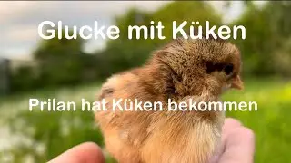 Glucke mit Küken 🐥 🐔 | Kükenaufzucht durch Glucke | Naturbrut ohne Brut? | Hühnerhaltung | Hühner