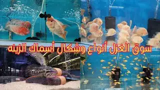 سوق الغزل أنواع وشكال أسماك الزينه مع ذكر السعر تعال شوف جمال الأسماك