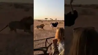 Lion vs Ostrich: This Ended Differently Than You&rsquo;d Think 😳🦁🪶