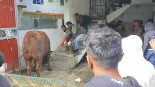 Bakrid 2021 ~ Arab Army (10)