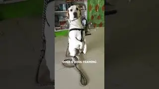 Loki the Lab #dog #labrador #shorts #ytshorts