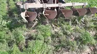 Weed control for carrot crop