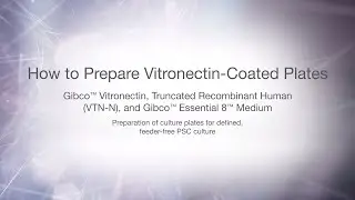 How to prepare vitronectin substrate plates for pluripotent stem cell culture