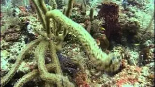 Waterways Episode 251 - Shipwreck Photo Mosaic AND Red Tide