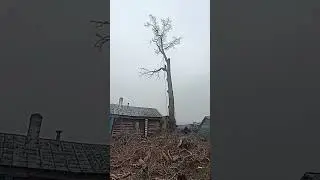 спил аварийных деревьев